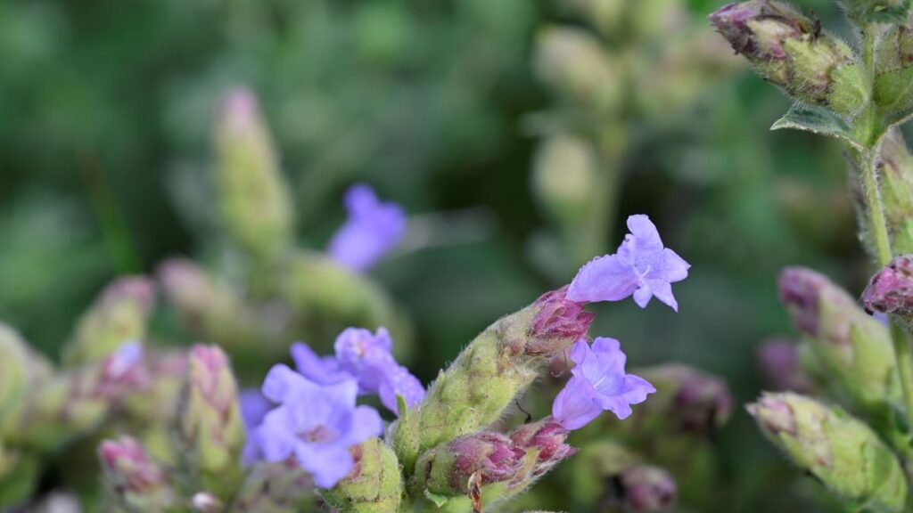 Kurinji Flowers Reemerge After Eight Years In Protected Gudalur Forest: