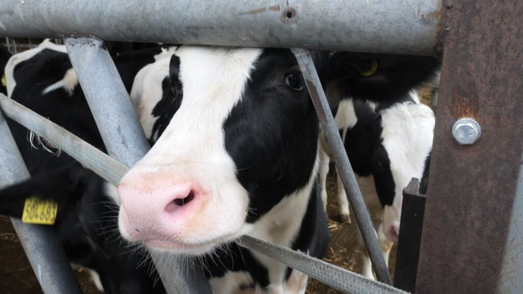 Transforming Cow Burps: A Potential Breakthrough For Climate Change Solutions