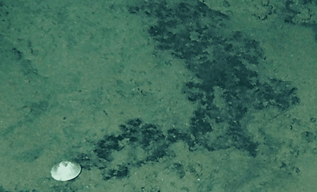 Unveiling The Mysteries Of Unique Creatures 6km Beneath The Ocean