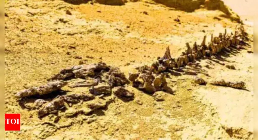 Chucharosaurus dilipienda: A Colossal Dinosaur That Transformed Titanosaur Research Chucharosaurus Dilipienda: A Colossal Dinosaur That Transformed Titanosaur Research