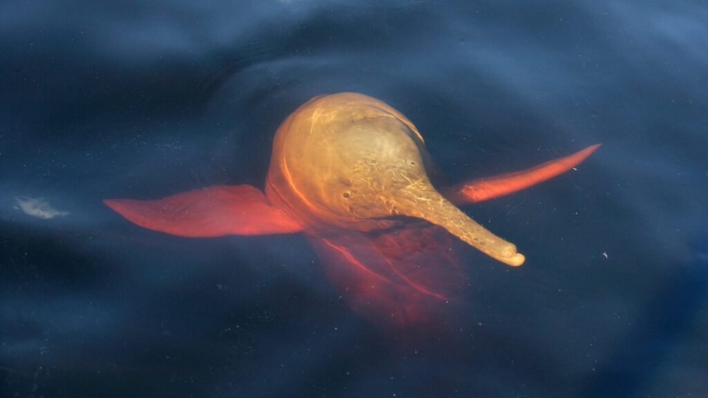 Dolphin Tragedy as Amazon Lake Warms to Bathtub Temperatures Dolphin Tragedy As Amazon Lake Warms To Bathtub Temperatures