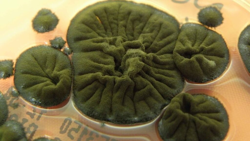 Fungi in Chernobyl Showcase Remarkable Evolutionary Powers Fungi In Chernobyl Showcase Remarkable Evolutionary Powers