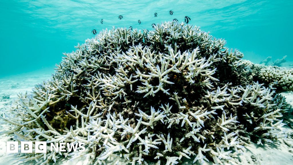 Hope for the Great Barrier Reef: A Path to Recovery Under 2 Degrees Celsius Hope For The Great Barrier Reef: A Path To Recovery