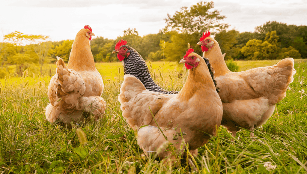 The Reason We Choose Chickens and Turkeys Over Seagulls and Swans The Reason We Choose Chickens And Turkeys Over Seagulls And