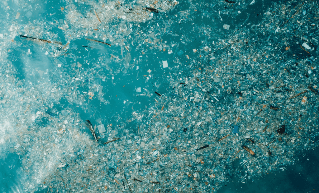 Unexpected Marine Life Flourishes In The Great Pacific Garbage Patch