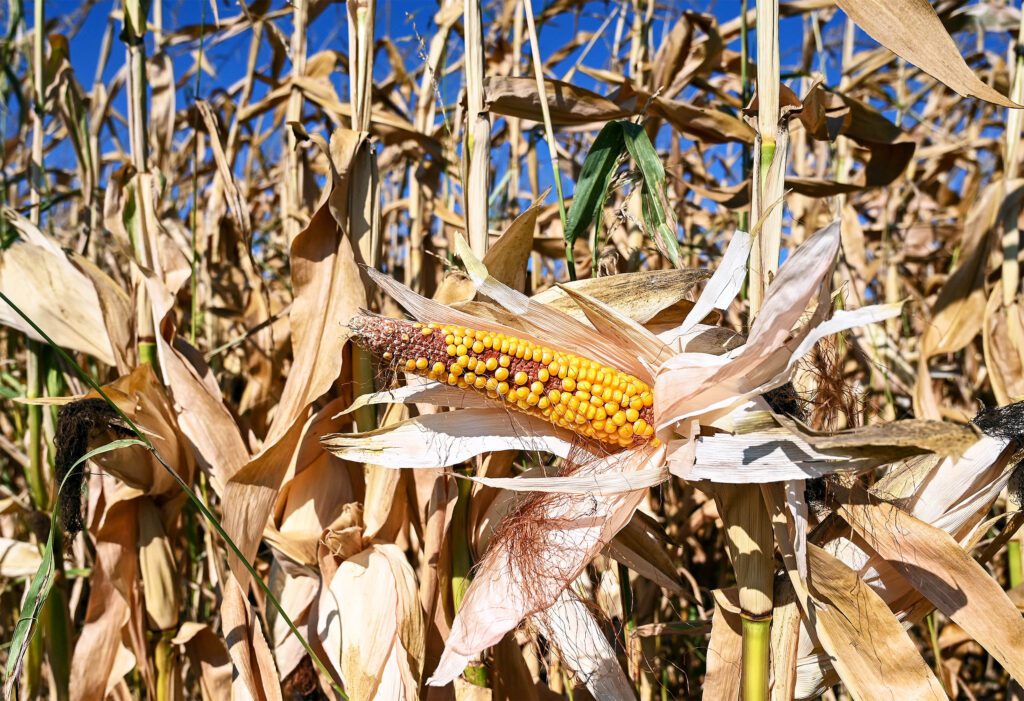 A Planet Of Arid Landscapes And Endless Blue Skies