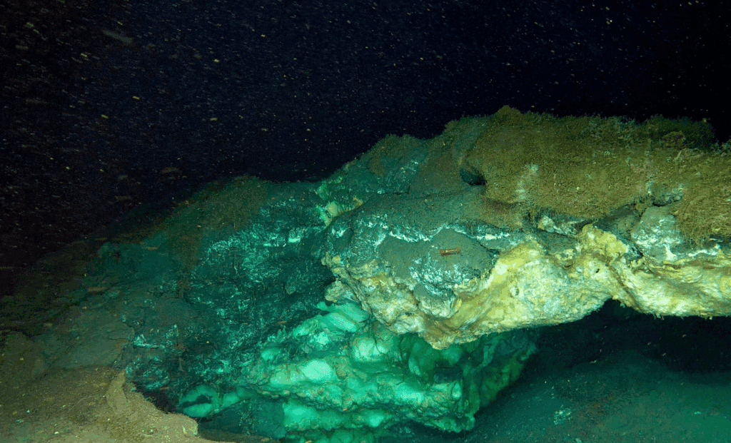 Arctic Discovery Transforms Our Understanding Of Deep Sea Life