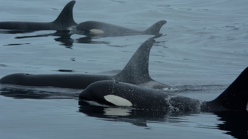 Collaborative Hunting: The Teamwork of Killer Whales and Dolphins in Salmon Fishing Collaborative Hunting: The Teamwork Of Killer Whales And Dolphins In