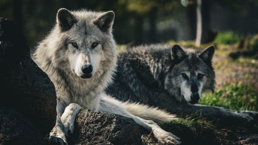 How Wolves Revived Yellowstone’s Ecosystem How Wolves Revived Yellowstone's Ecosystem
