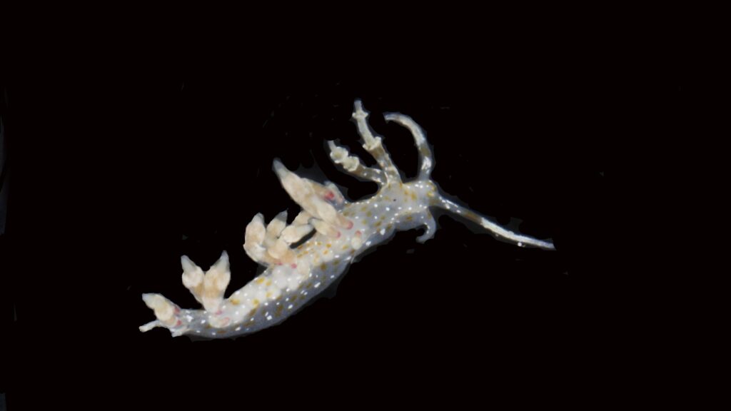 New Discoveries Unveiled: 20 New Species Found In The Deep
