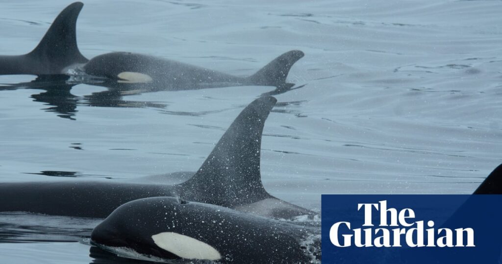Orcas and Dolphins Join Forces for Salmon Hunts Orcas And Dolphins Join Forces For Salmon Hunts