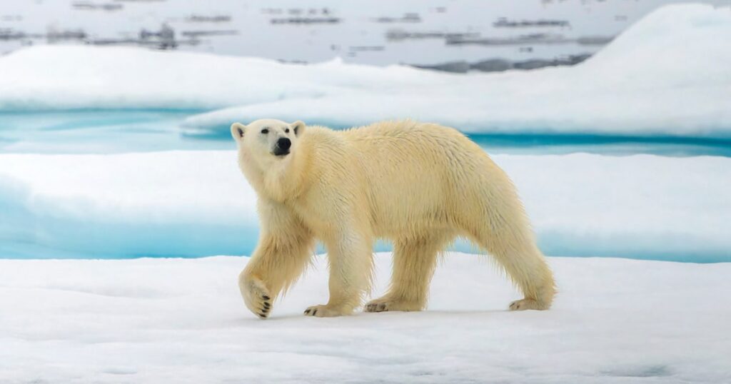 Polar Bears Evolve: Adapting To A Warming World