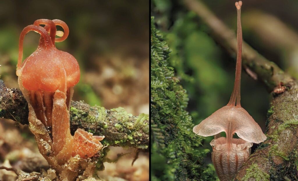 Rare Fairy Lantern Found in Malaysia Faces Extinction Challenge Rare Fairy Lantern Found In Malaysia Faces Extinction Challenge