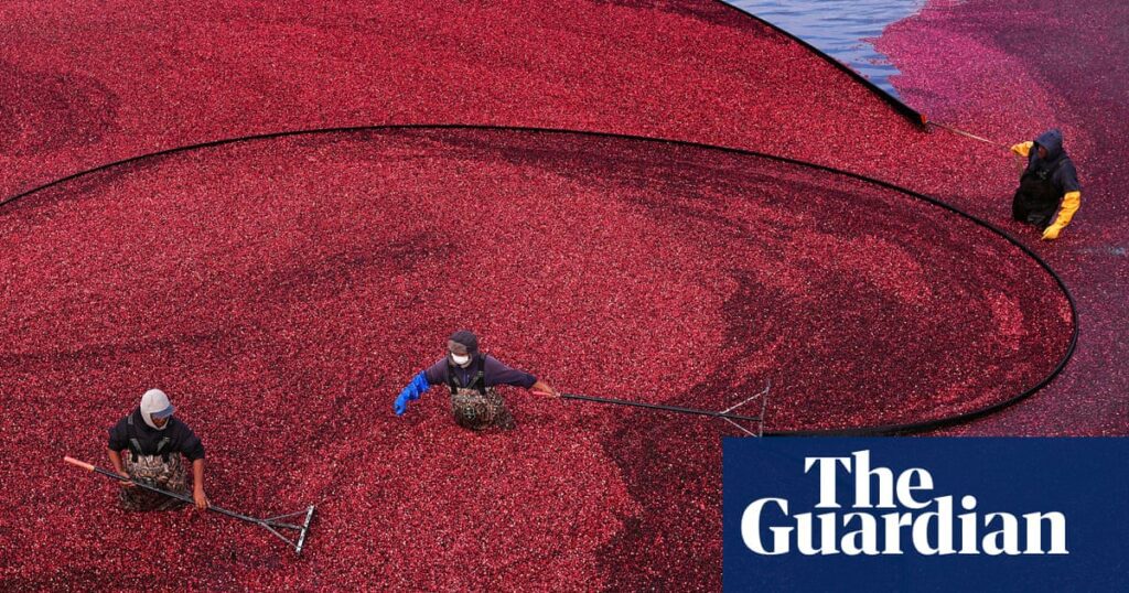 Uncovering Climate Insights: The Surprising Connection Between Christmas Cranberries And