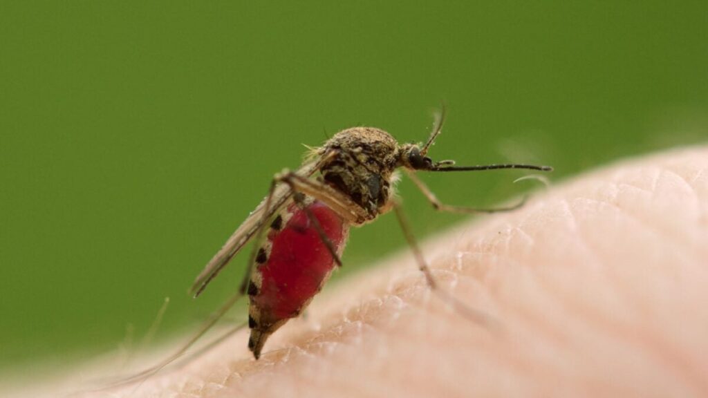 Unexpected Bloodsuckers: Meet The Male Mosquitoes