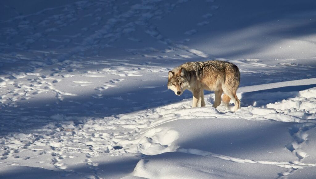 Wolves in Yellowstone: Unraveling the Debate on Ecosystem Restoration and Trophic Cascades Wolves In Yellowstone: Unraveling The Debate On Ecosystem Restoration And
