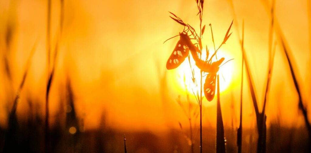 Australia's Heatwave: Insects Feel The Heat Too