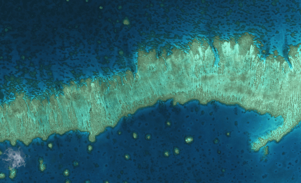 Coral Reefs on the Brink: A 2026 Deadline for Survival Coral Reefs On The Brink: A 2026 Deadline For Survival