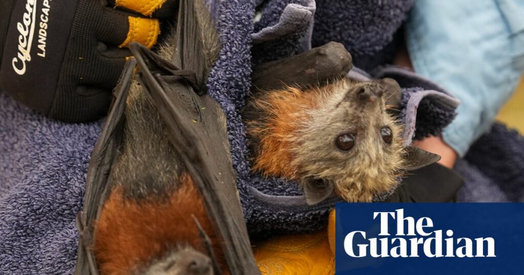 Fruit Bat Tragedy Strikes Australia: Worst Mass Mortality Since Black