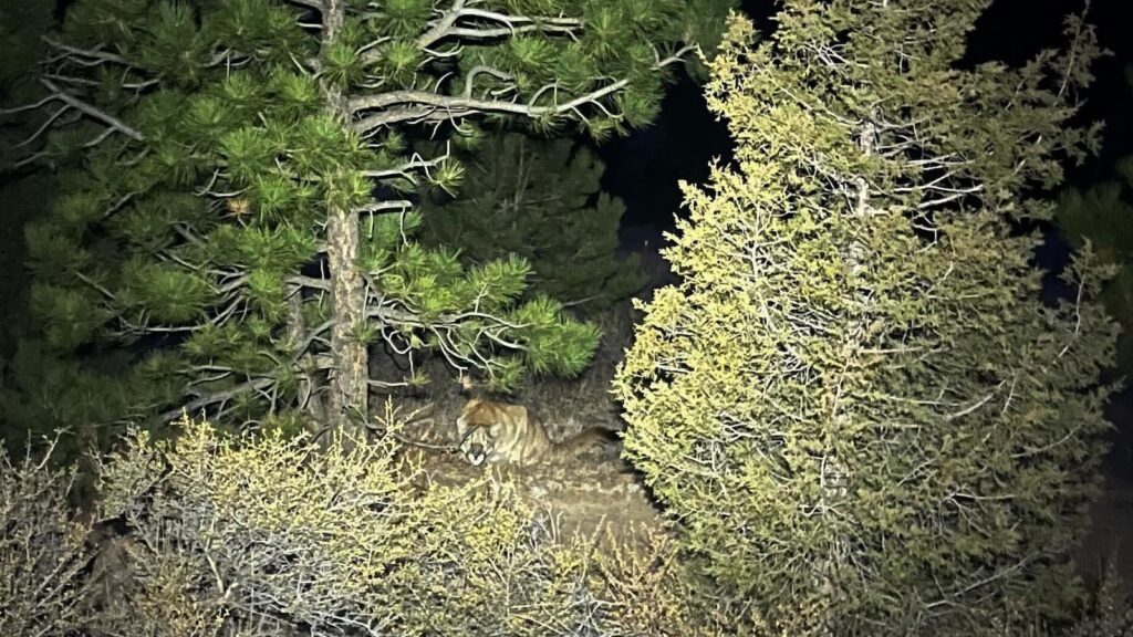 Heroic Struggle: Man Defends Himself Against Mountain Lion Attack In