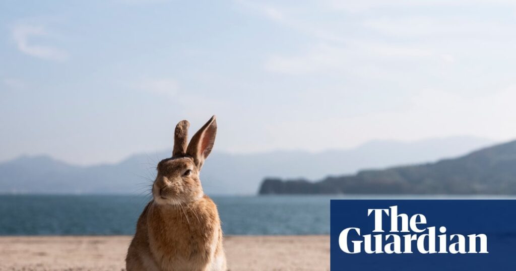 Island Of Rabbits: A Hidden Paradise In Japan