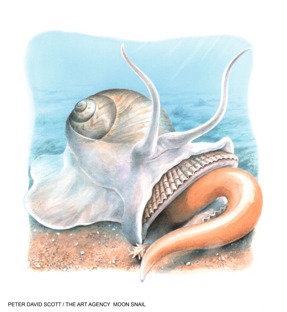 The Enigmatic Predator On A Pale Pink Carpet: Paralyzing Victims