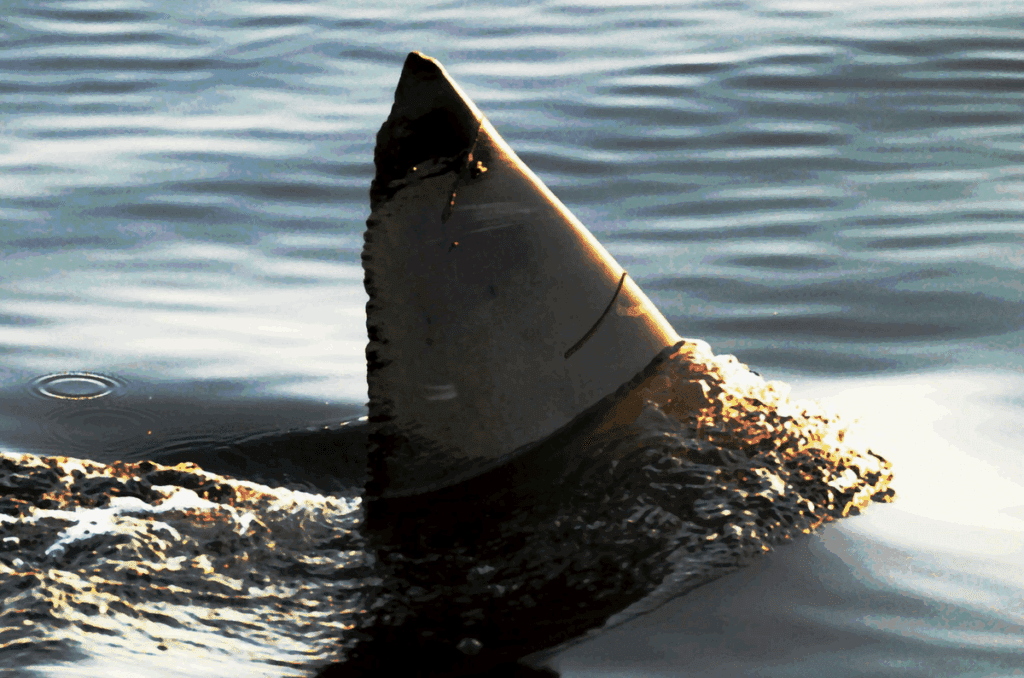 A Great White Shark's Unexpected Adventure In A Trapped Pond