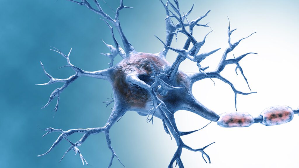 Breakthrough Protein Found In Lab Reverses Signs Of Brain Aging