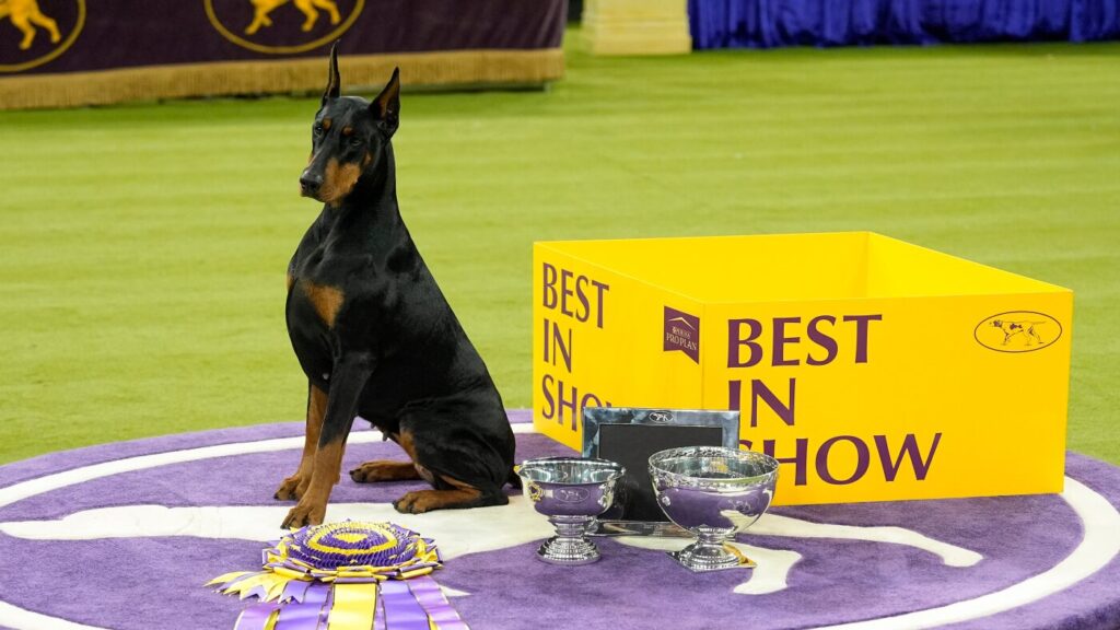 Highlights From The 150th Westminster Dog Show: A Visual Journey