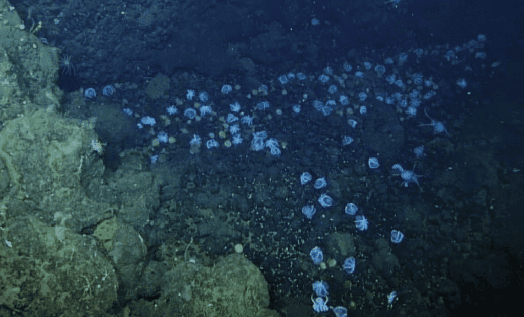Mysterious Creatures Unveiled Near Deep Sea Volcanoes