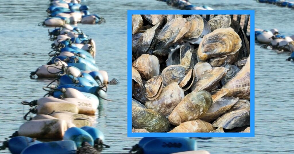 Oyster Farmers Combat Climate Change Challenges