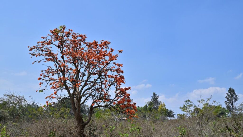 Exploring India's Diverse Environment And Natural Wonders