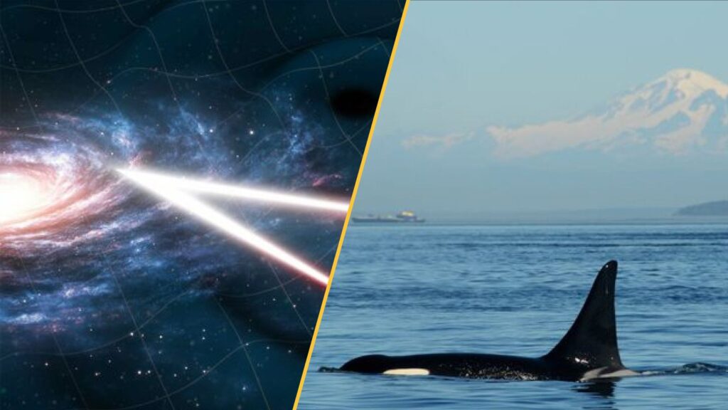 Fascinating Discoveries: Man Eating Orcas, Ancient Climate Clues, Mysterious Black Holes,