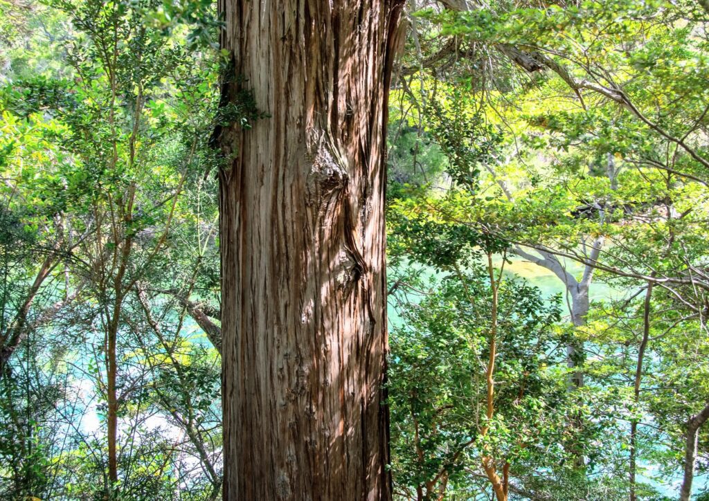 Hidden Fungi Beneath Ancient Trees