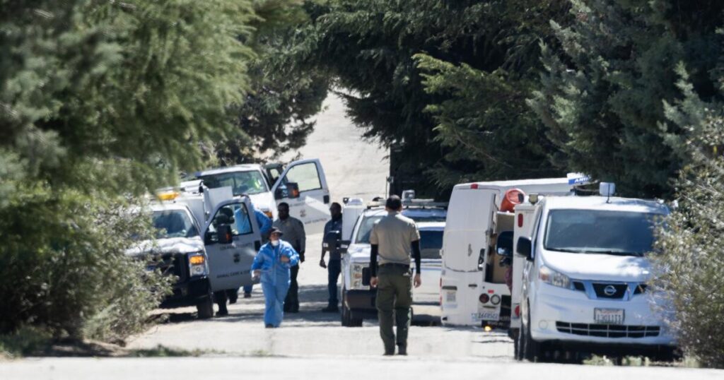 Massive Rescue Operation Saves Hundreds Of Dogs And Cats In