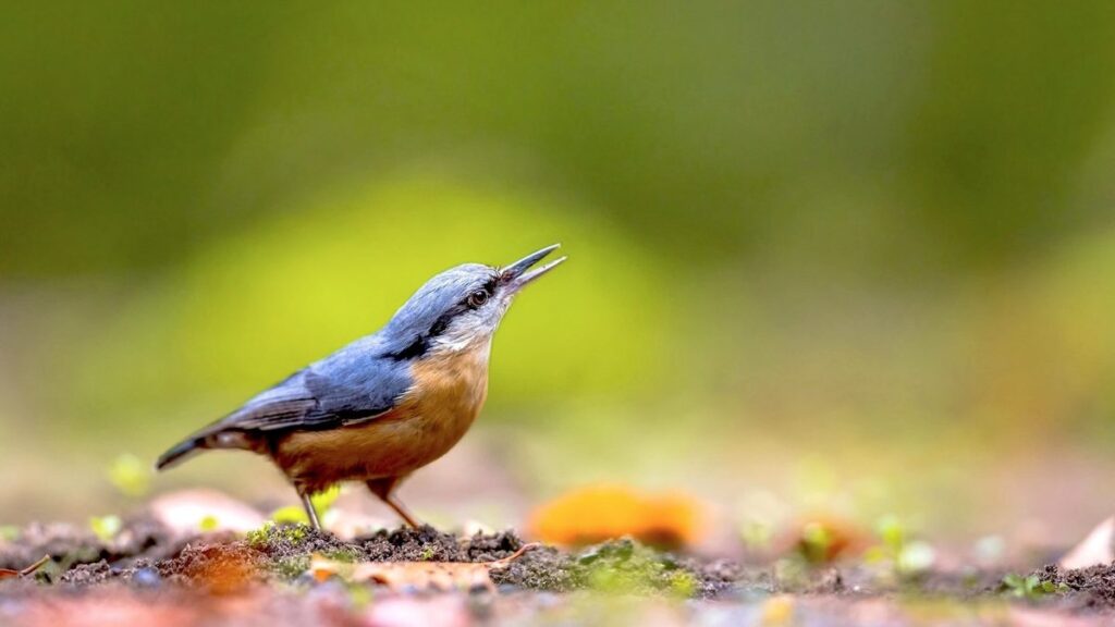 Nature's Healing At A Standstill: A Closer Look At Species