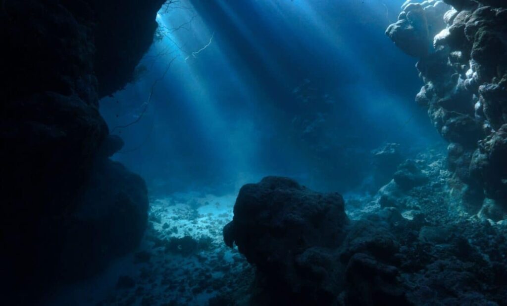 Unexpected Treasures: Discovering 28 Potential New Species In Argentina's Ocean