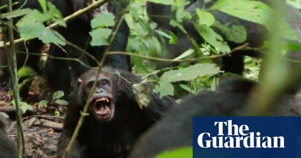 Chimpanzee Civil Conflicts: Insights From Nature's Strategy Sessions
