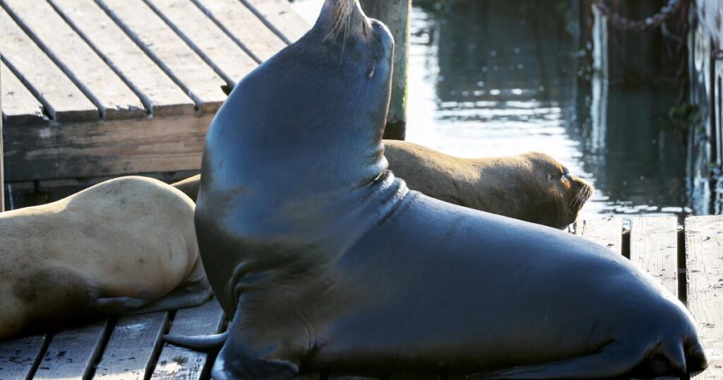 Chonkers The Giant Sea Lion Captivates Crowds At San Francisco
