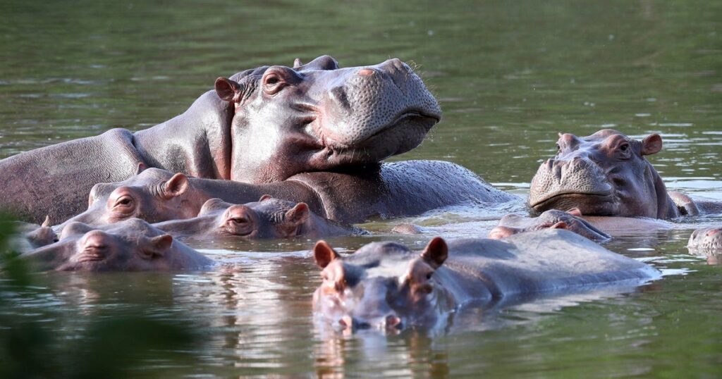 Colombia To Euthanize Cocaine Hippos Descended From Pablo Escobar