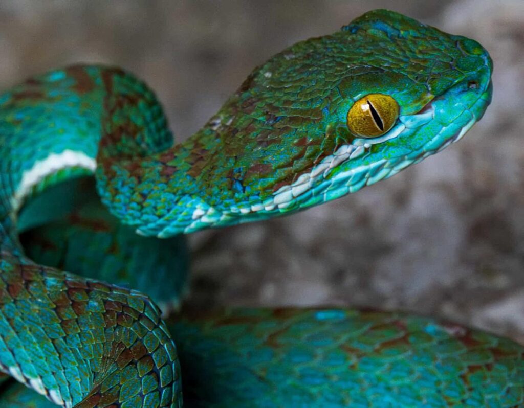 Discover Cambodia’s Stunning New Blue Pit Viper Discover Cambodia's Stunning New Blue Pit Viper
