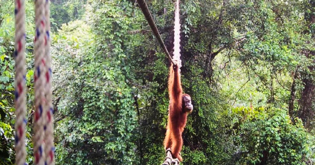 First Ever Canopy Bridge Aids Endangered Orangutans In Indonesia