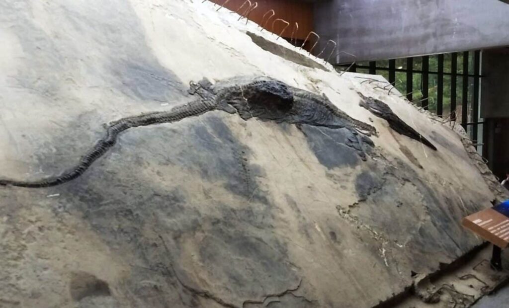 Fossils Uncovered: Ancient Giant Reptile Found In 5 Meter Marine Predator