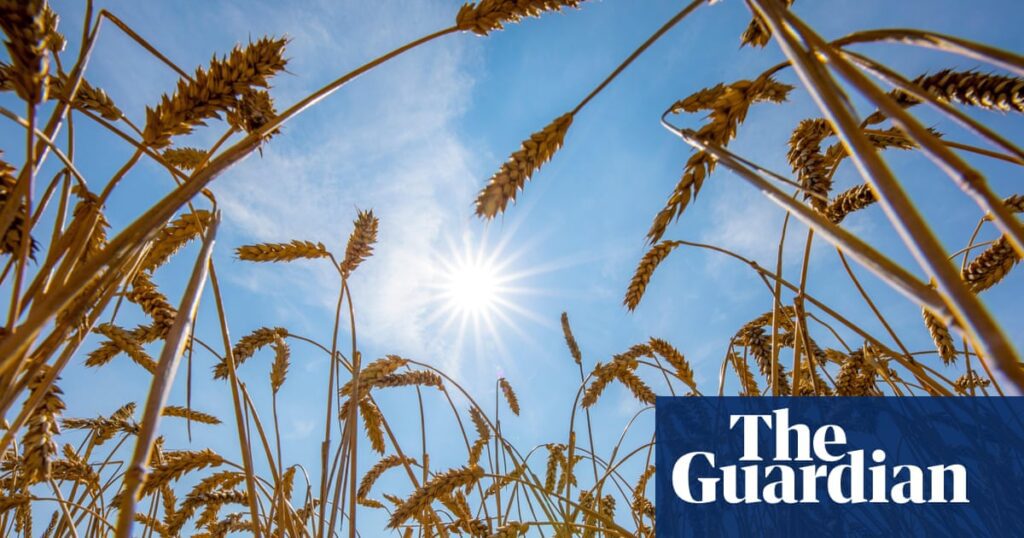 Global Food Supply Under Threat From Rising Temperatures