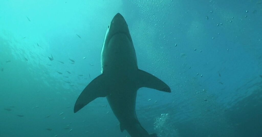 Mystery Surrounds Disappearance Of Great White Shark In South Africa