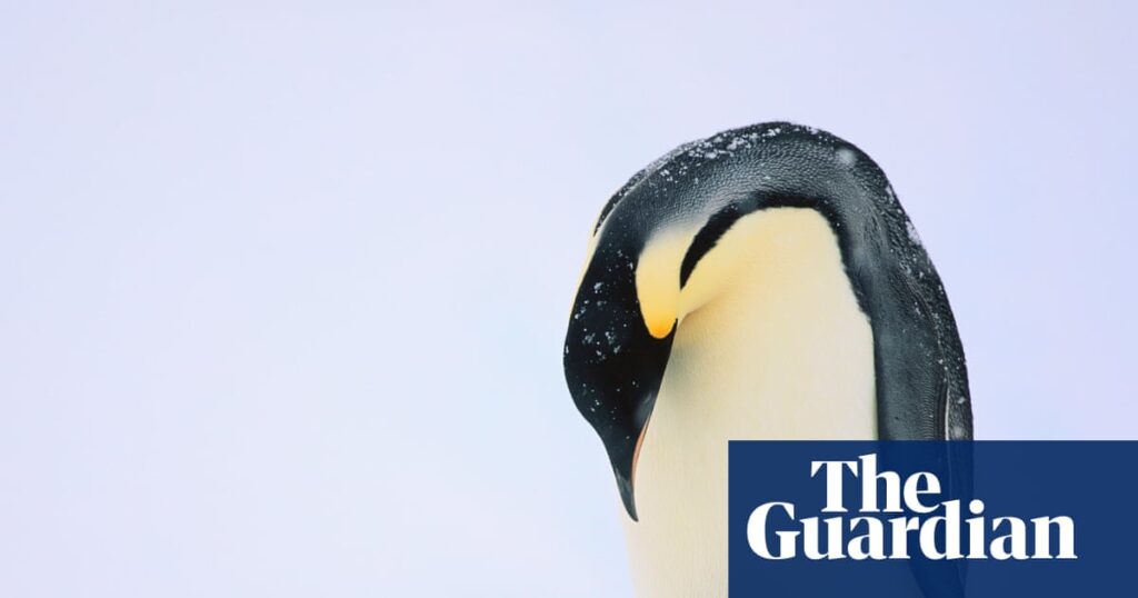 Penguin Chicks Face Threat Of Mass Drowning Amid Climate Crisis