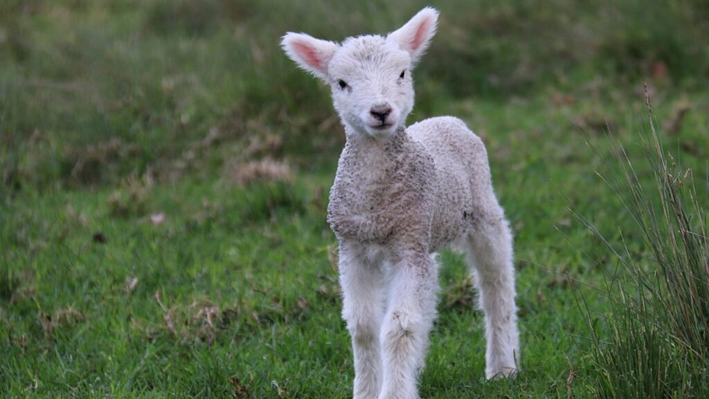 Rising Costs: How Climate Change Affects Your Easter Feast