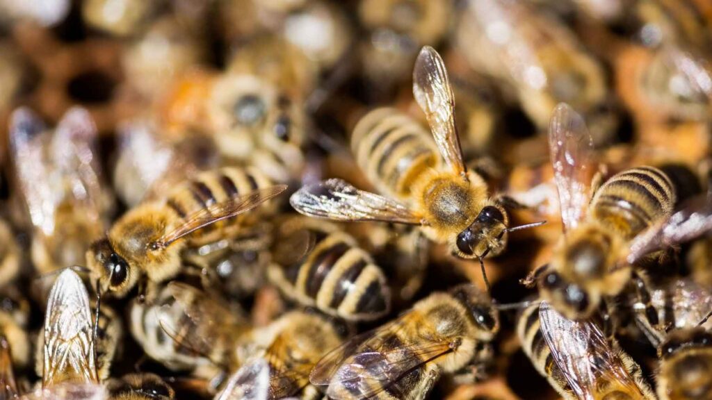 Uncovering Wild Bees: Rethinking The True Value Of Our Parks