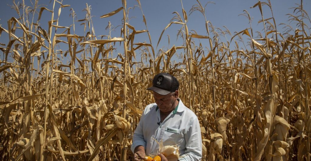 Impact Of Climate Change On Grocery Prices
