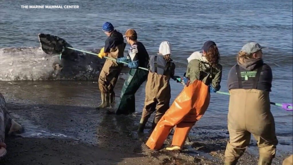 Rising Gray Whale Deaths In The Bay Area Highlight Climate